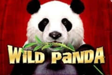 Wild Panda